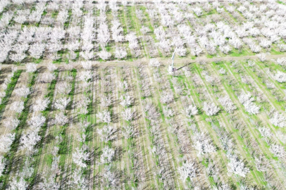 Yeşilhisar'da Don Vurgunu Sonrası 13 Bin Ton Kayısı Beklentisi