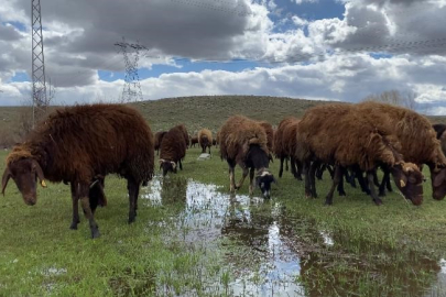 120 Bin TL Maaşa Rağmen Ağrı'da Çoban Bulunamıyor