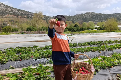 Adana’da Tatlı Kaçamak: Dalından Çilek Keyfi