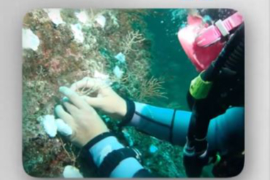 Marmara’da Doğa İçin Umut: Mercanlar Yeniden Hayat Buluyor