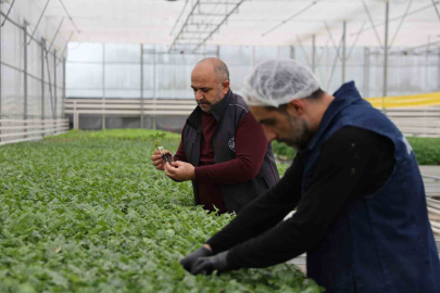 Elazığ Kendi Çiçeğini Üretiyor: Şehir Renklendi, Maliyet Azaldı