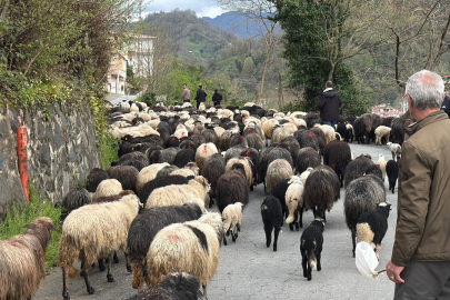 Karadeniz’de Asırlık Gelenek Canlandı: Yayla Yolculuğu Başladı