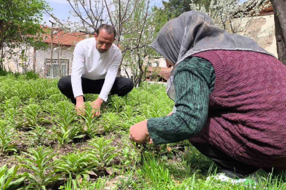 Litresi 5 Bin Euro: Tokat'ta Baba Yadigarı Akzambak Üretimi