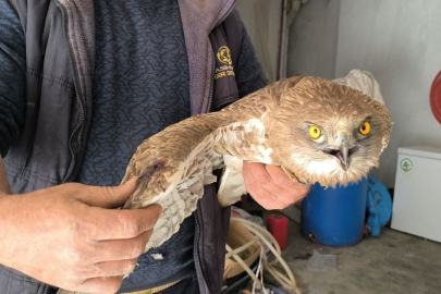 Batman'da Yaralı Bulunan Kızıl Şahin Hayata Tutundu