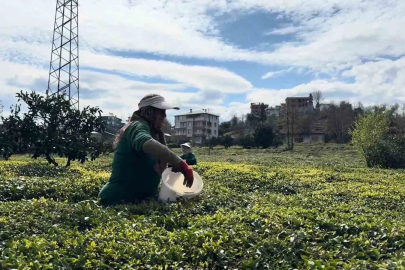 Rize'de Çay Üreticileri 2026 Sezonuna Hazır