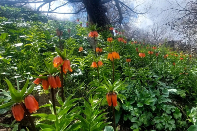 Siirt'te Ağlayan Gelinler Açtı: Koparmanın Cezası 700 Bin TL