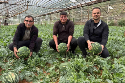 Örtü Altı Karpuz Hasadı İçin Geri Sayım Başladı