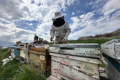 Arıcıların Zorlu Mesaisi: Bal Hasadı Bekleniyor