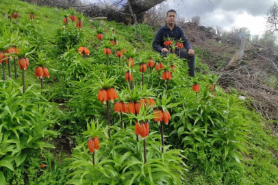 Batman Sason'da Ters Lale Şöleni: Koparmanın Cezası 700 Bin TL