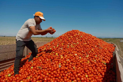 Karacabey'de Domates Üreticisi Serbest Ekime Yöneldi