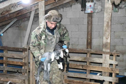 Yozgat'ta Ahırlarda Kireç Kullanımı Hayvan Ölümlerini Bitirdi