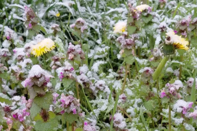 Bolu’da baharda açan çiçekler beyaza büründü
