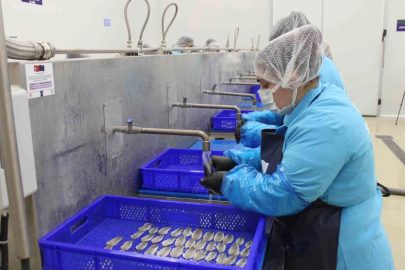 Sinop'ta Kurulan Lakerda Tesisi Kadınlara Umut Oldu