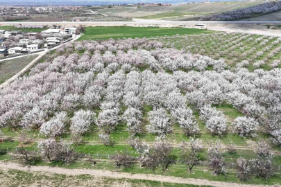 Kayısıda Belirsizlik Sürüyor: Risk Henüz Geçmedi