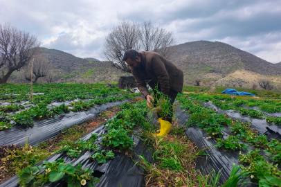 Sason Çileğini Dolu Vurdu: Hasat Mayıs'a Kaldı