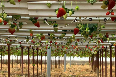 Antalya’da Topraksız Tarımla Dünya Pazarına Açıldı