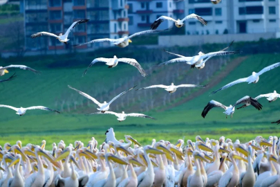 Göçmen Pelikanlar İnegöl Boğazköy Barajı'nda Mola Verdi