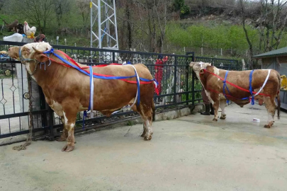 Kurbanlıkta Rekabet: Hediyeler Dikkat Çekiyor