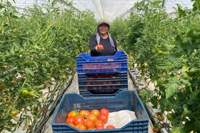 Aksu'da 370 Bin Tonluk Rekolte Kadınların Eseri