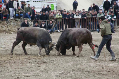 Yusufeli'nde 31. Boğa Güreşleri Nefes Kesti: 104 Boğa Arenada