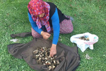 Akseki'de Kuzugöbeği Sezonu Başladı: Kilosu 1500 Lira