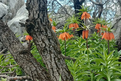 Çermik'te Açan Ters Laleleri Koparmanın Cezası 700 Bin TL