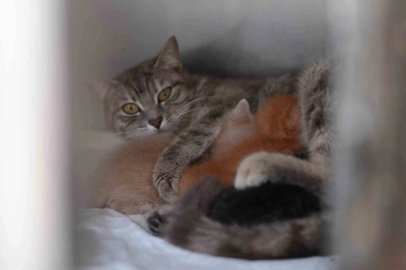 Düzce'de Sudan Kurtarılan Yavru Kedilere 'Süt Anne' Şefkati