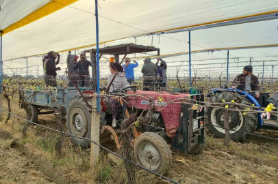 Sarıgöllü Üzüm Üreticilerinden Bağlara 'Dolu Tülü' Önlemi