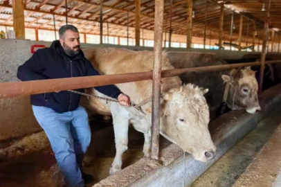 1.1 Tonluk 'Paşa' 500 Bin TL'ye Satışta