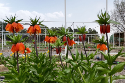 Erzincan'da Nesli Tehlike Altındaki Ters Laleler Çiçek Açtı