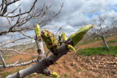 Antep fıstığının sürgün gelişiminde karagöz kurdu ve kabuklu bit riski
