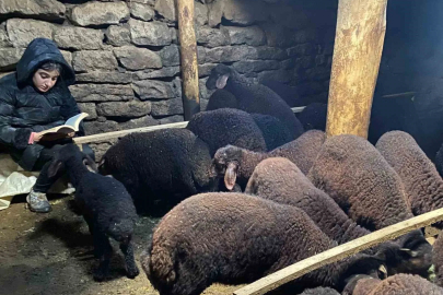 Patnoslu Menekşe'nin Gündüz Hayvanlarla Akşam Derslerle Sınavı