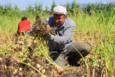 Adana'da Soğan Hasadı Başladı: Fiyat Belirsiz, Beklenti 15 TL