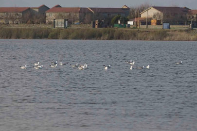 Gökçeada'da Türkiye'nin En Büyük Ada Martısı Kolonisi Bulundu