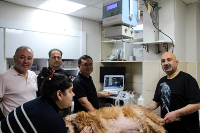 Hayvanlar İçin Yapay Zekalı Ultrason Dönemi