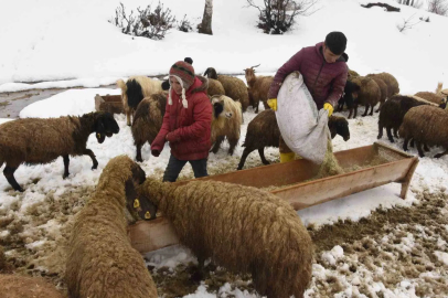 Bitlis'te Uzayan Kış Hayvancıyı Vurdu: Yem Stokları Tükeniyor