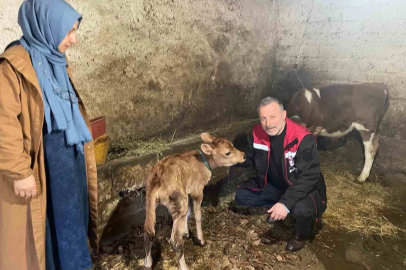 Of'ta Dağıtılan Jersey İneklerinden İkinci Nesil Buzağılar Doğdu