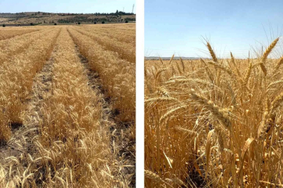 ETİ'den Yerli Bisküvilik Tohum: Kanatlı Buğdayı Üretimde