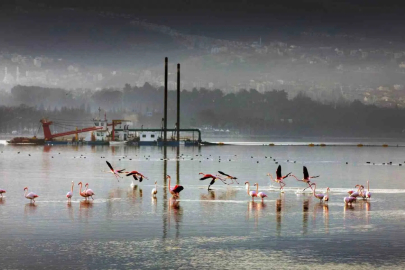 İzmit Körfezi'nde Tarihi Temizlik: Yunuslar Geri Döndü