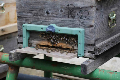 Soğuk Hava Arıları Vurdu: Bal Verimi %50 Düşebilir