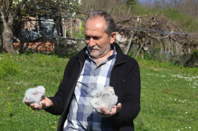 Ordu'da 20 Yıllık Baykuş Misafirliği: Serendi Yuvaya Döndü