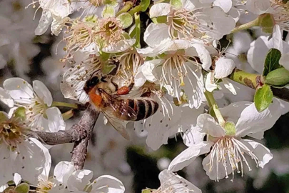 Bahar Erken Geldi: Arılar Kış Uykusundan Uyandı