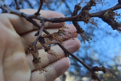 Erzincan’da soğuk şok: Kayısı çiçekleri karardı
