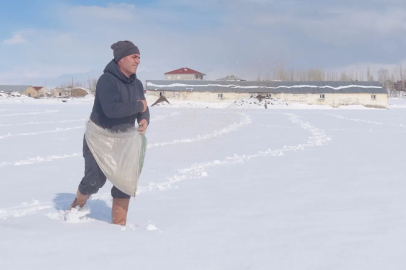 Hakkari'de Karlı Tarlaya Geleneksel 'Don Ekimi'