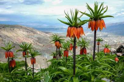 Ergani Sakız Dağı'nda Ters Lale Şöleni Başladı