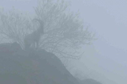 Sisler Arasında Dağ Keçisi Şöleni