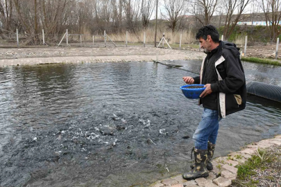 Çayıralan'da Doğal Kaynak Suyuyla Yetişen Alabalığa Yoğun İlgi