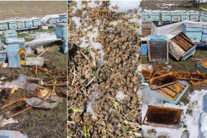 Hakkari'de Ayı Saldırısı: 50 Arılı Kovan Zarar Gördü