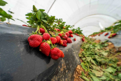 Tescilli Köprübaşı Çileğinde Baraj Bereketi ve Sera Rekoru