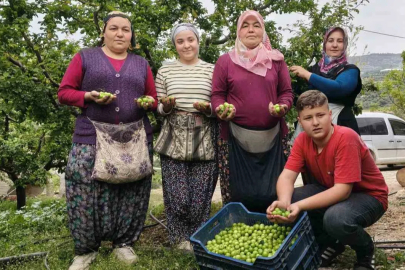 Can Erik Açık Alana İndi: Fiyatlar 200 TL'ye Geriledi